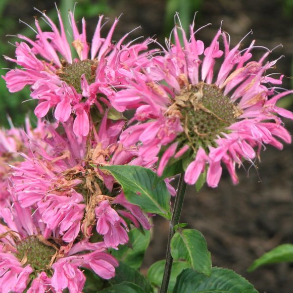 Welcome to Mama Llama's Cozy Closet! - Picture 7 of 15